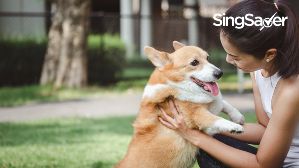 4 Best Pet Insurance Plans in Singapore 2021