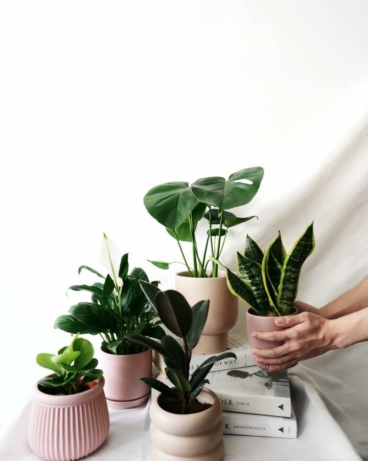 8 Best Plant Nurseries In Singapore 2021 (Create Your Indoor Garden)