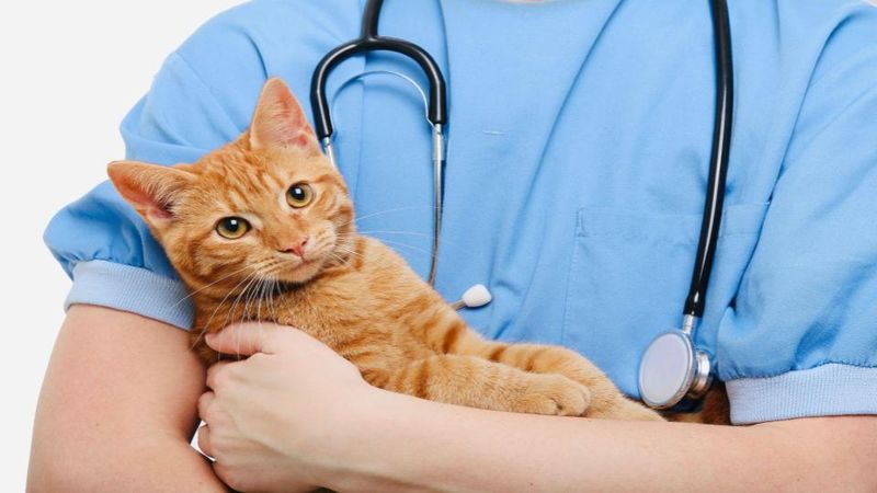 petcare liberty pet insurance review